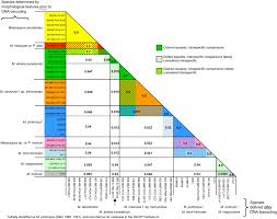Attēlu rezultāti vaicājumam “Melampsora magnusiana”