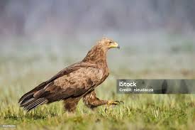 Attēlu rezultāti vaicājumam “Aquila pomarina”