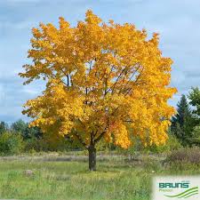 Attēlu rezultāti vaicājumam “Acer platanoides”