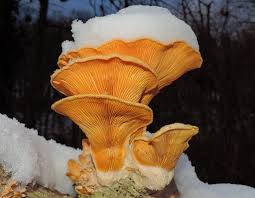 Attēlu rezultāti vaicājumam “Phyllotopsis nidulans”