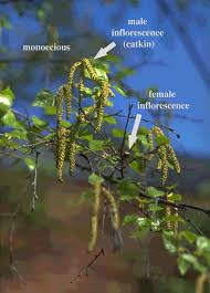 Attēlu rezultāti vaicājumam “Betula humilis male flower”