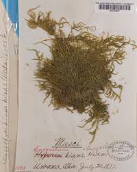 Attēlu rezultāti vaicājumam “Eurhynchium hians”