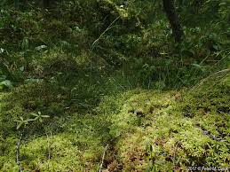 Attēlu rezultāti vaicājumam “Carex pauciflora”