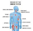 <b>Immune System</b> 101