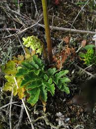 Attēlu rezultāti vaicājumam “Botrychium multifidum”