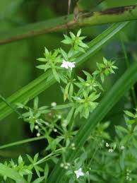 Attēlu rezultāti vaicājumam “Galium uliginosum”