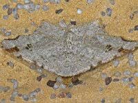 Attēlu rezultāti vaicājumam “Macaria alternata”