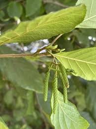 Image result for Alder Cc