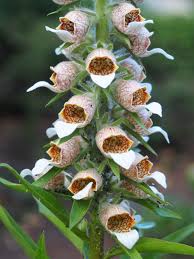 Image result for Digitalis lanata