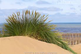 Attēlu rezultāti vaicājumam “Ammophila arenaria”