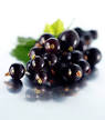 Black Currant Tea | Teaviews.