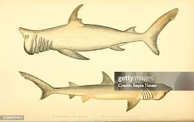 Image result for Cetorhinus maximus