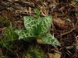 Attēlu rezultāti vaicājumam “Goodyera repens fruit”