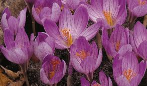 Attēlu rezultāti vaicājumam “Crocus speciosus”