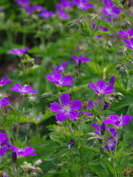 Attēlu rezultāti vaicājumam “Geranium sylvaticum”