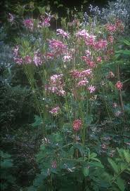 Image result for Aquilegia vulgaris `Nora Barlow`