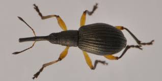 Attēlu rezultāti vaicājumam “Protapion sp.”