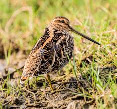 Attēlu rezultāti vaicājumam “Scolopax rusticola”