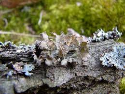 Attēlu rezultāti vaicājumam “Tuckermannopsis chlorophylla”