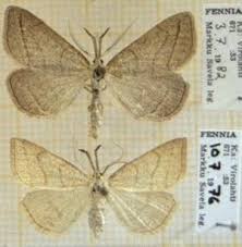 Attēlu rezultāti vaicājumam “Polypogon tentacularius”