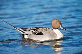 Attēlu rezultāti vaicājumam “Anas acuta”