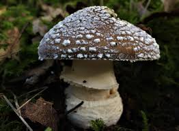 Attēlu rezultāti vaicājumam “Amanita pantherina”