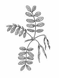 Attēlu rezultāti vaicājumam “Caragana arborescens flower”