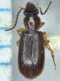 Attēlu rezultāti vaicājumam “Acupalpus flavicollis”