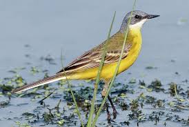 Attēlu rezultāti vaicājumam “Motacilla flava flava adult”