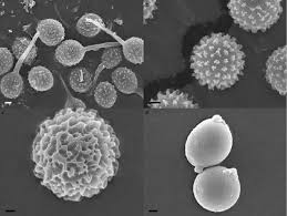 Attēlu rezultāti vaicājumam “Badhamiopsis praetermissa spores”
