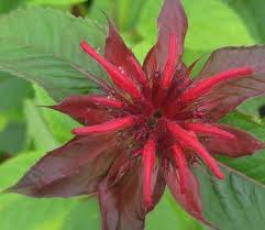 Image result for Monarda didyma