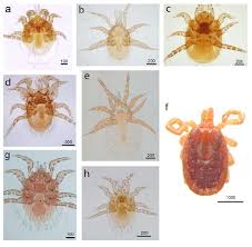Attēlu rezultāti vaicājumam “Mesostigmata”