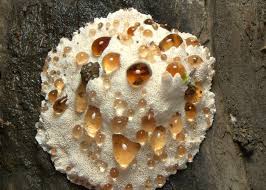 Attēlu rezultāti vaicājumam “Abortiporus biennis”