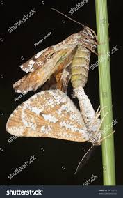 Attēlu rezultāti vaicājumam “Bupalus piniaria”