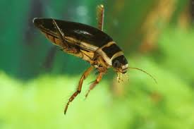 Attēlu rezultāti vaicājumam “Dytiscus marginalis”