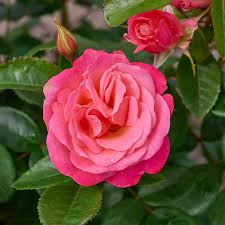 Image result for Rosengewächse