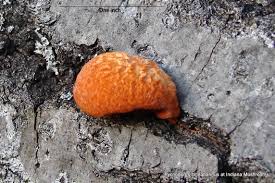 Attēlu rezultāti vaicājumam “Pycnoporus cinnabarinus”