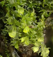 Attēlu rezultāti vaicājumam “Calypogeia sphagnicola”