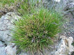 Attēlu rezultāti vaicājumam “Sesleria caerulea”