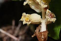 Attēlu rezultāti vaicājumam “Monotropa hypopitys”