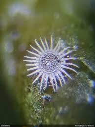 Attēlu rezultāti vaicājumam “Oligonema persimile macro”