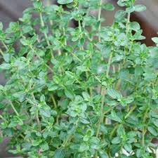 Attēlu rezultāti vaicājumam “Thymus serpyllum leaf”