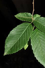 Attēlu rezultāti vaicājumam “Carpinus betulus leaf”