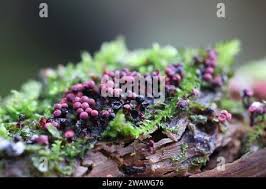 Attēlu rezultāti vaicājumam “Cribraria purpurea spores”