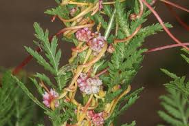 Attēlu rezultāti vaicājumam “Cuscuta europaea fruit”