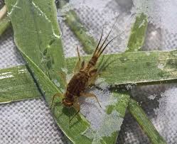 Attēlu rezultāti vaicājumam “Trichia contorta young”