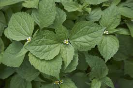 Attēlu rezultāti vaicājumam “Galinsoga quadriradiata leaf”