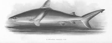 Image result for Carcharhinus amblyrhynchos