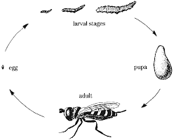 Attēlu rezultāti vaicājumam “Syrphus sp.”