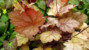 Image result for Heuchera `Midnight Rose`
